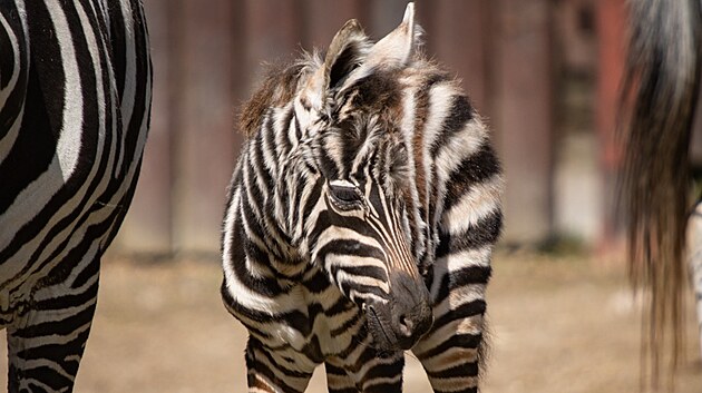 Samec, kter� se narodil koncem minul�ho t�dne, je v dobr� kondici a prosp�v�.