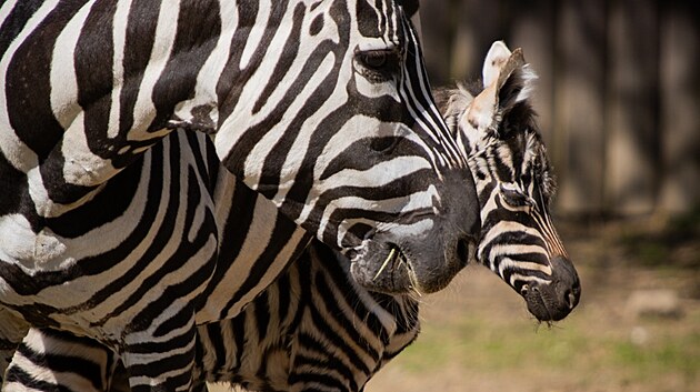 Samec, kter� se narodil koncem minul�ho t�dne, je v dobr� kondici a prosp�v�.
