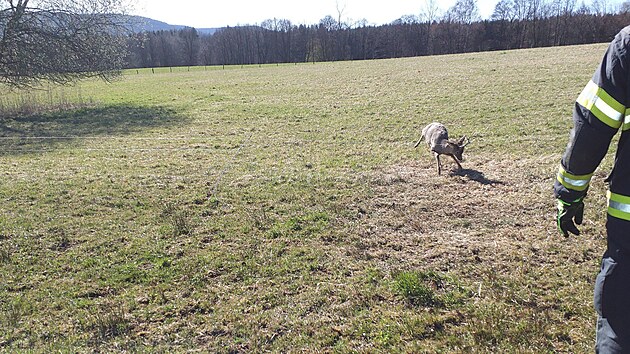 Mlad� srnec uv�zl v elektrick�m ohradn�ku. Hasi�i ho vyprostili za 9 minut. (7. dubna 2026)