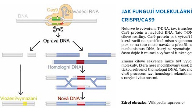 V�dci vysv�tluj�, jak funguj� molekul�rn� n��ky CRISPR/Cas9.