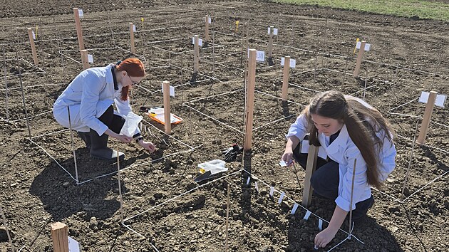 V�sadba geneticky upraven�ho je�mene na poli na kraji Olomouce.