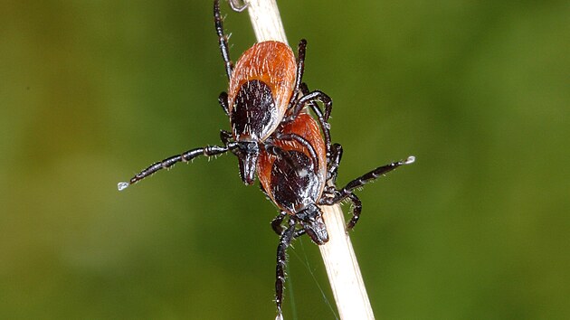 Kl�t� obecn� (Ixodes ricinus)