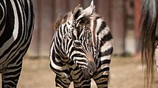 Samec, který se narodil koncem minulého týdne, je v dobré kondici a prospívá.