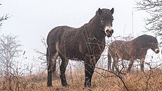 Vznikající rezervace v �eském ráji je zatím malá, m�la by se v�ak postupn�...