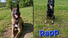 Do pátrání po seniorce se zapojili i policejní psi Nero a Rapp.