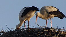 �apí dvojici na komín� ve Spáleném Po�í�í na Plze�sku ohrozil dron. (6. dubna...