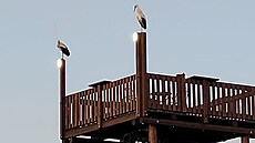 �apí dvojici na komín� ve Spáleném Po�í�í na Plze�sku ohrozil dron. (7. dubna...