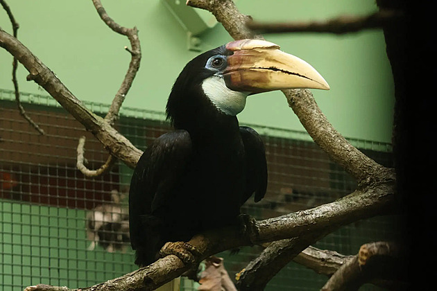 Zoo v Brně chová poprvé vzácné zoborožce, počkala si na ně osm let