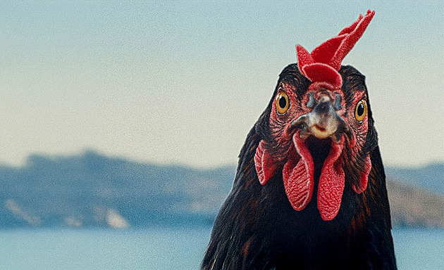 RECENZE: Tak vtipný film tu dlouho nebyl. Neskutečné, co o lidech sdělí jedna Slepice