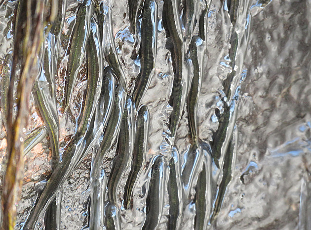 Zázrak plný dřiny trvá deset hodin. Když ryby šplhají vzhůru po vodopádu