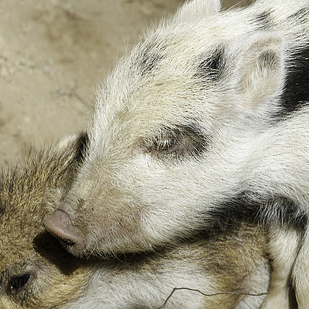 OBRAZEM: Prasátko jako dalmatin. V přírodě by nepřežilo, v oboře je atrakcí