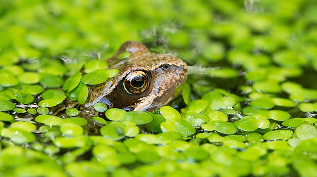 Z drobných zelených lístků získáte nejen čtyřikrát víc bílkovin než z vajíčka