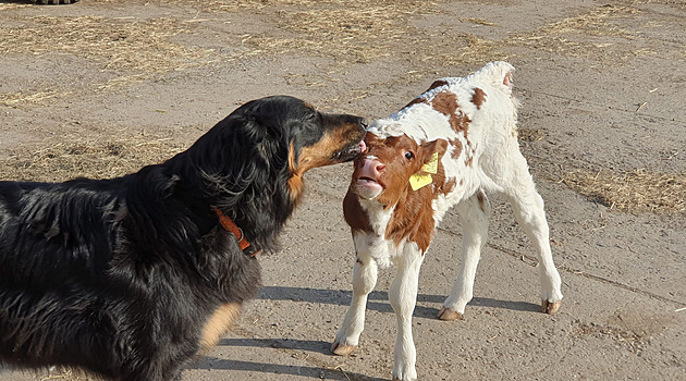 Farmáři nechávají zvířata volně. Divočák Pepa kamarádí se psy, bažant s kachnou