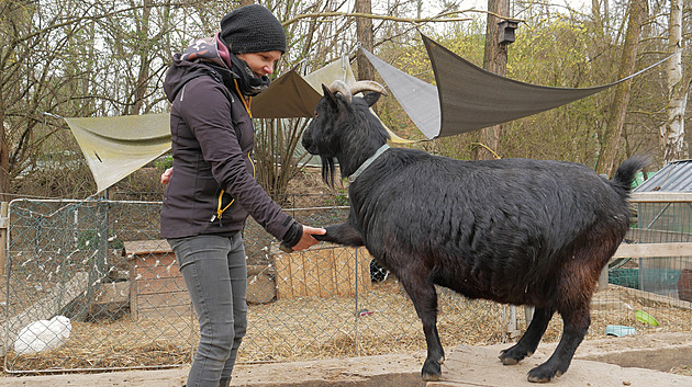 Farma v Třebíči nabízí turistům neobvyklý zážitek, výšlap s venčením koz