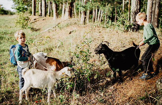 Třebíč Farm Offers Tourists a Unique Goat-Hiking Experience