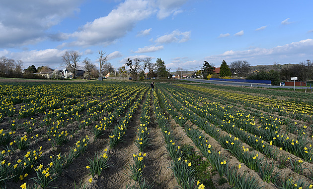 OBRAZEM: Lány narcisů lákají na samosběr, za pár korun máte plnou náruč jara
