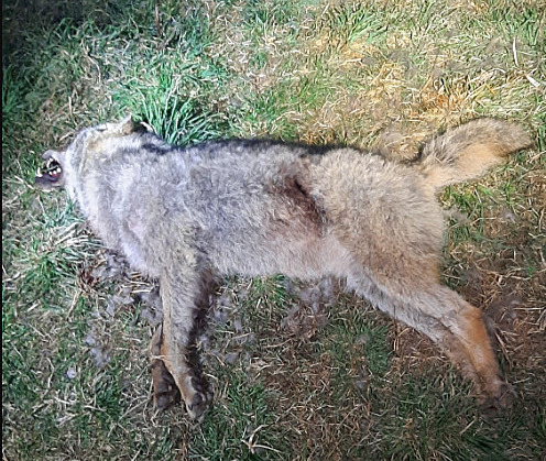 U hranic s Rakouskem našli mrtvého vlka, příčinu smrti má odhalit pitva