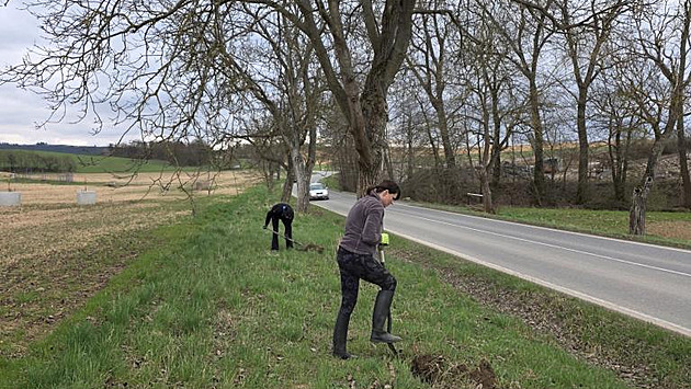 Konec masakru migrujících žab. Přes silnici je u Šternberka přenášejí dobrovolníci