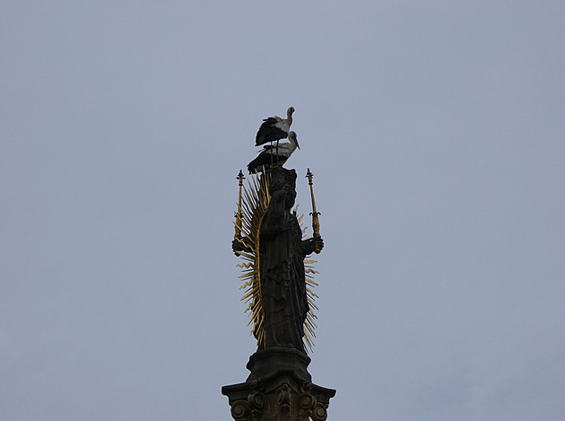 Sloup s Madonou už zase obhlížejí čápi, náhradní se jim nelíbí. Město zakročí