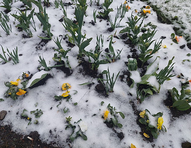 OBRAZEM: Na skok zpátky do zimy. Sníh zasypal květy sakur, narcisy i tulipány