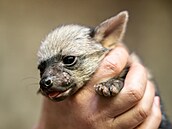 �ty�i mlá�ata hyenek h�ivnatých podstoupila veterinární kontrolu. (14. dubna...