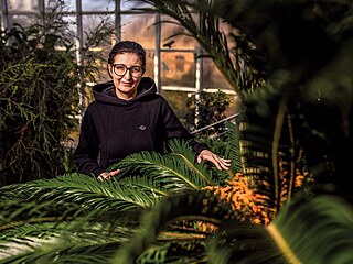 Marcela �afratová