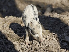 Divoká prasata v Holedné si obvykle pochutnávají na bukvicích, na kuku�ici ve...