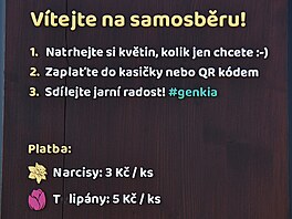 V Poho�ílkách u Fulneku si lidé na poli mohou nasbírat narcisy a tulipány....