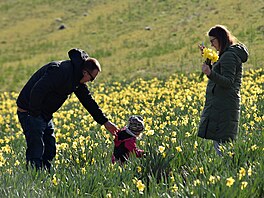 V Poho�ílkách u Fulneku si lidé na poli mohou nasbírat narcisy a tulipány....
