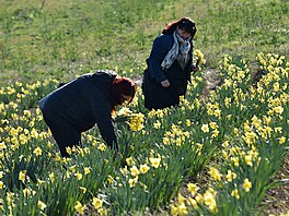 V Poho�ílkách u Fulneku si lidé na poli mohou nasbírat narcisy a tulipány....