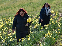 V Poho�ílkách u Fulneku si lidé na poli mohou nasbírat narcisy a tulipány....