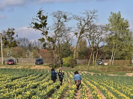 V Poho�ílkách u Fulneku si lidé na poli mohou nasbírat narcisy a tulipány....