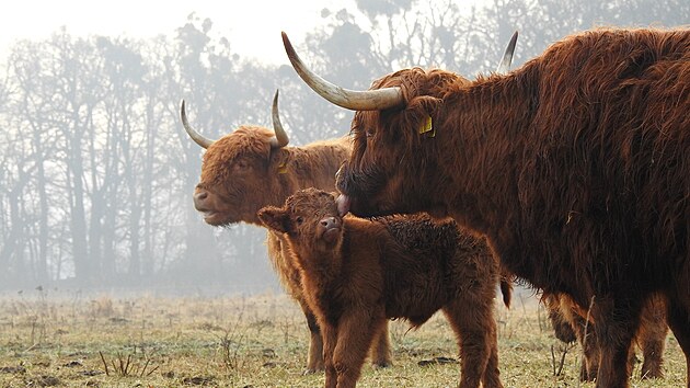 Stádo skotského skotu z kozmických pta�ích luk. (20. b�ezen 2026)