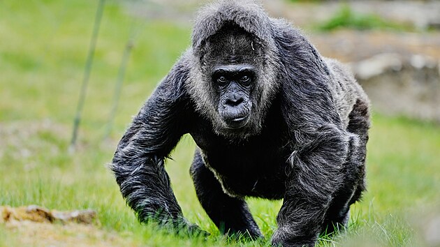 Goril� samice Fatou oslavila v berl�nsk� zoologick� zahrad� 69. narozeniny. (13. dubna)