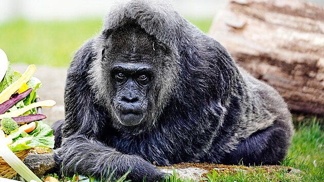 Goril� samice Fatou oslavila v berl�nsk� zoologick� zahrad� 69. narozeniny. (13. dubna)
