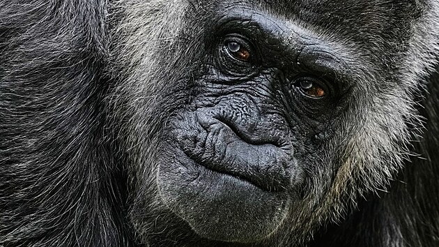 Goril� samice Fatou oslavila v berl�nsk� zoologick� zahrad� 69. narozeniny. (13. dubna)