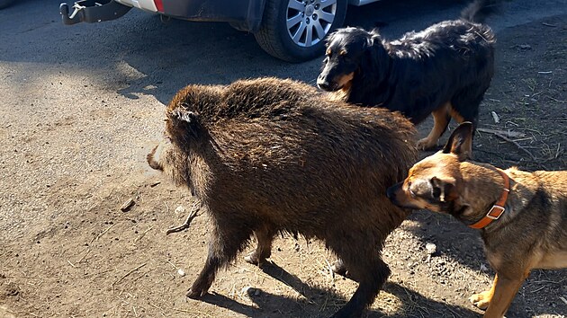Velkým unikátem je divo�ák Pepa. O�ichává zem�d�lské stroje, pozoruje pracovní...