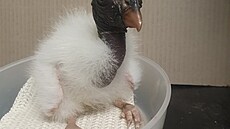 Pár kondorů královských peÄ�uje v ostravsk�© zoologick�© zahradÄ� o sv�© sedm�© mládÄ�