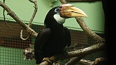 Zoboro�ec guinejský je v evropských chovech stále raritou. Na snímku dvouletá...