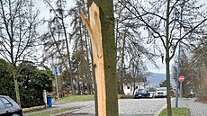 Neznámý vandal po�kodil dev�t mladých líp v Mozartov� a Zborovské ulici v...