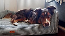 Spolek Doggoland se v�nuje pé�i o opu�t�ná a problémová zví�ata, hlavn� psy.
