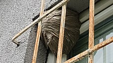 Hubení vosího hnízda bez obav! Rychlá a efektivní pomoc specialist�