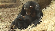 JMÉNO NESD�LUJÍ. Loni se v Ostrav� narodila sami�ka �impanze. Jak ji v�ak...
