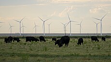 V�trníky spolu s pasoucím se dobytkem na poli podél silnice Interstate 40 v...