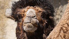 Samec Lorenzo z Olomouce (vlevo)