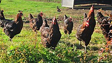 Ilustra�ní snímek