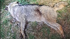 Policie prov��uje nález uhynulého vlka v lese u Horního Dvo�i�t� na...