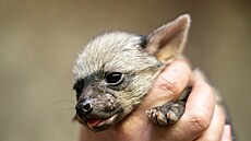 �ty�i mlá�ata hyenek h�ivnatých podstoupila veterinární kontrolu. (14. dubna...
