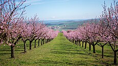 Moravské víno a pohoda...