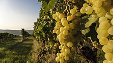 Moravské víno a pohoda...